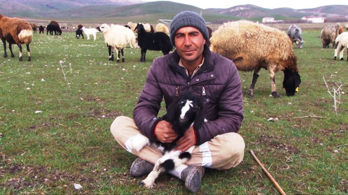 Muş Ovası'na gelen bahar, besicilerin yüzünü güldürdü