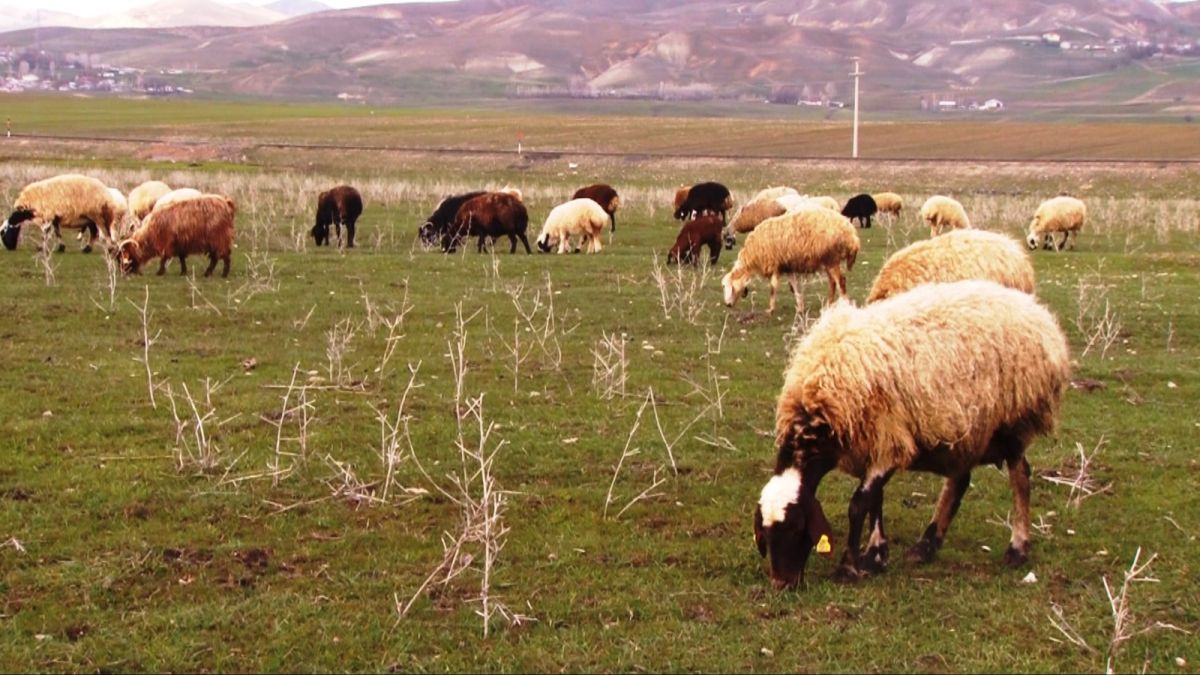 Muş Ovası'na gelen bahar, besicilerin yüzünü güldürdü