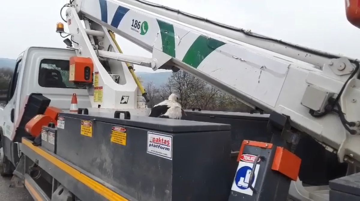 Bursa'da elektrik arızasına giden ekipler, montla leylek ısıttı