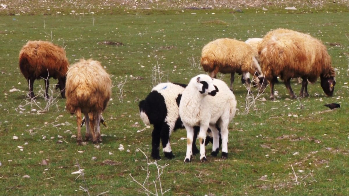 Muş Ovası'na gelen bahar, besicilerin yüzünü güldürdü