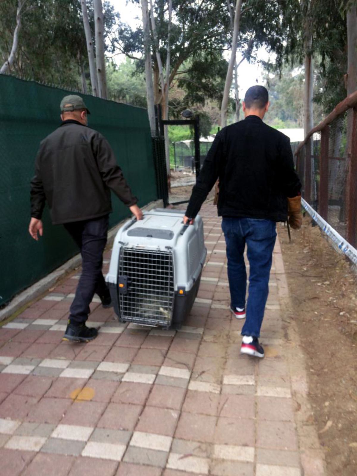 Adana’da çiftlik evinde beslenen timsaha el konuldu