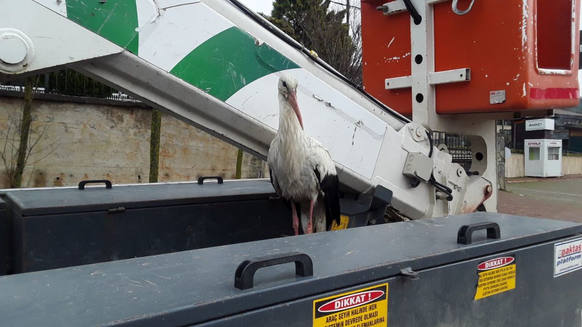 Bursa'da elektrik arızasına giden ekipler, montla leylek ısıttı