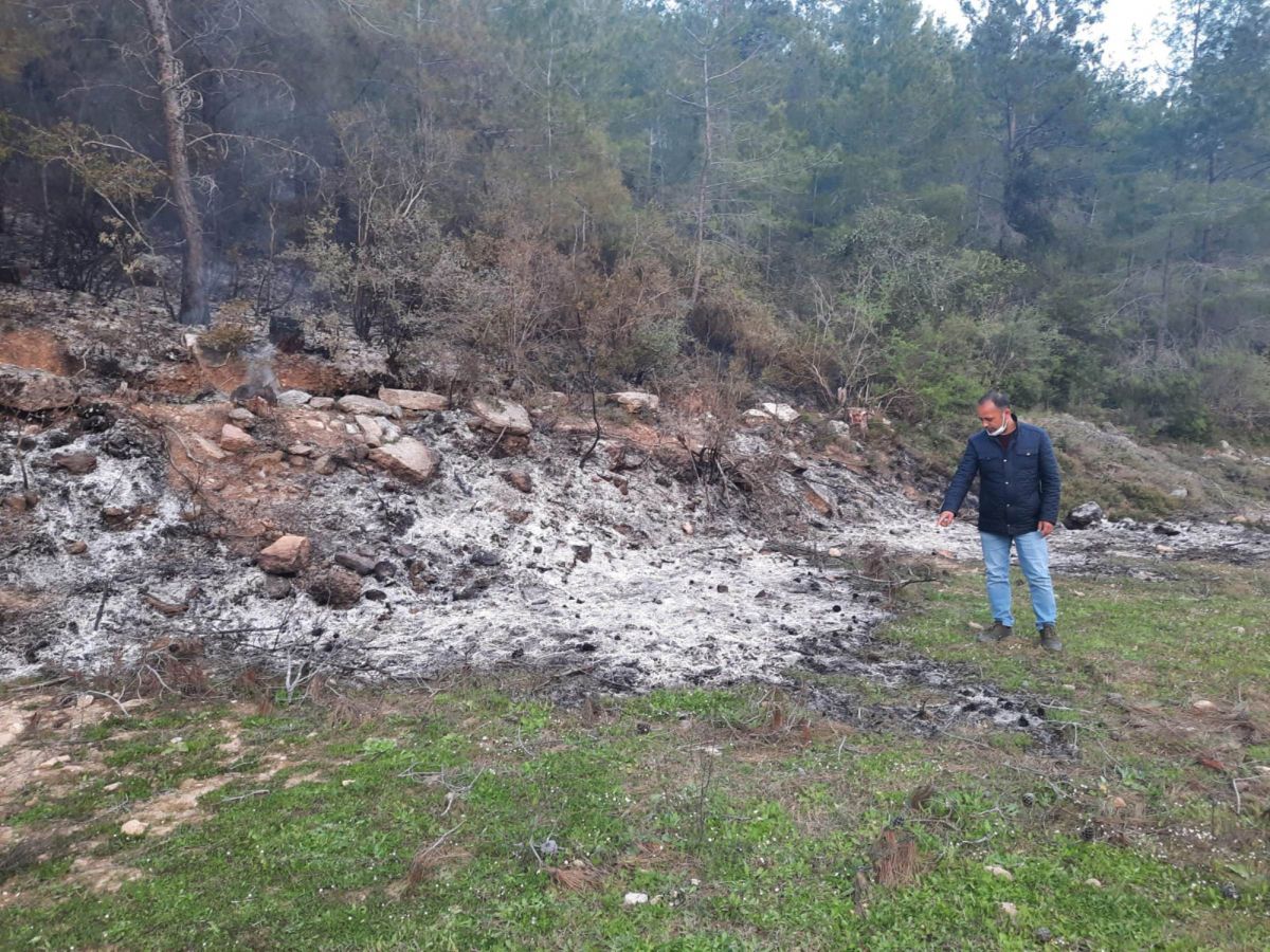 Antalya'daki orman yangınının ardından ağaçlar kesildi