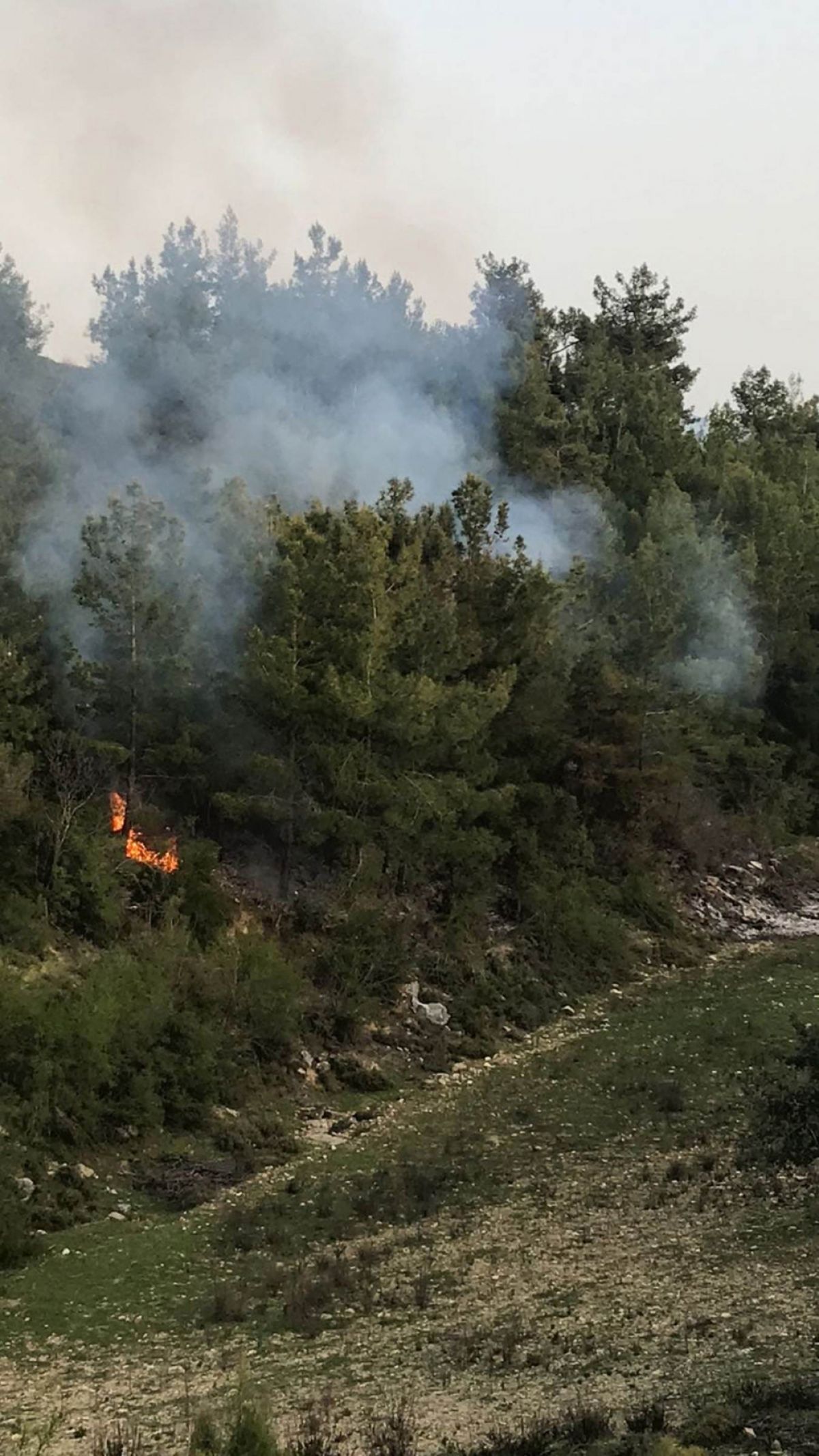 Antalya'daki orman yangınının ardından ağaçlar kesildi