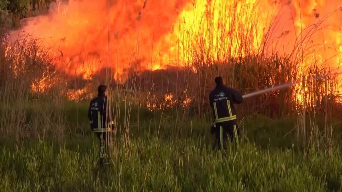 Van'da yanan sazlıkta, hayvanlar zarar gördü