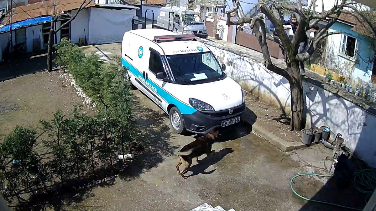 Sakarya'da köpekten korkan kurye ağaca çıktı