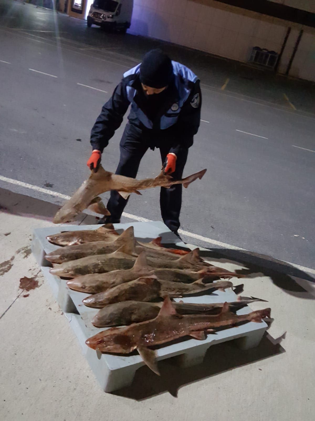 İstanbul'da 8 tane camgöz köpekbalığına el konuldu