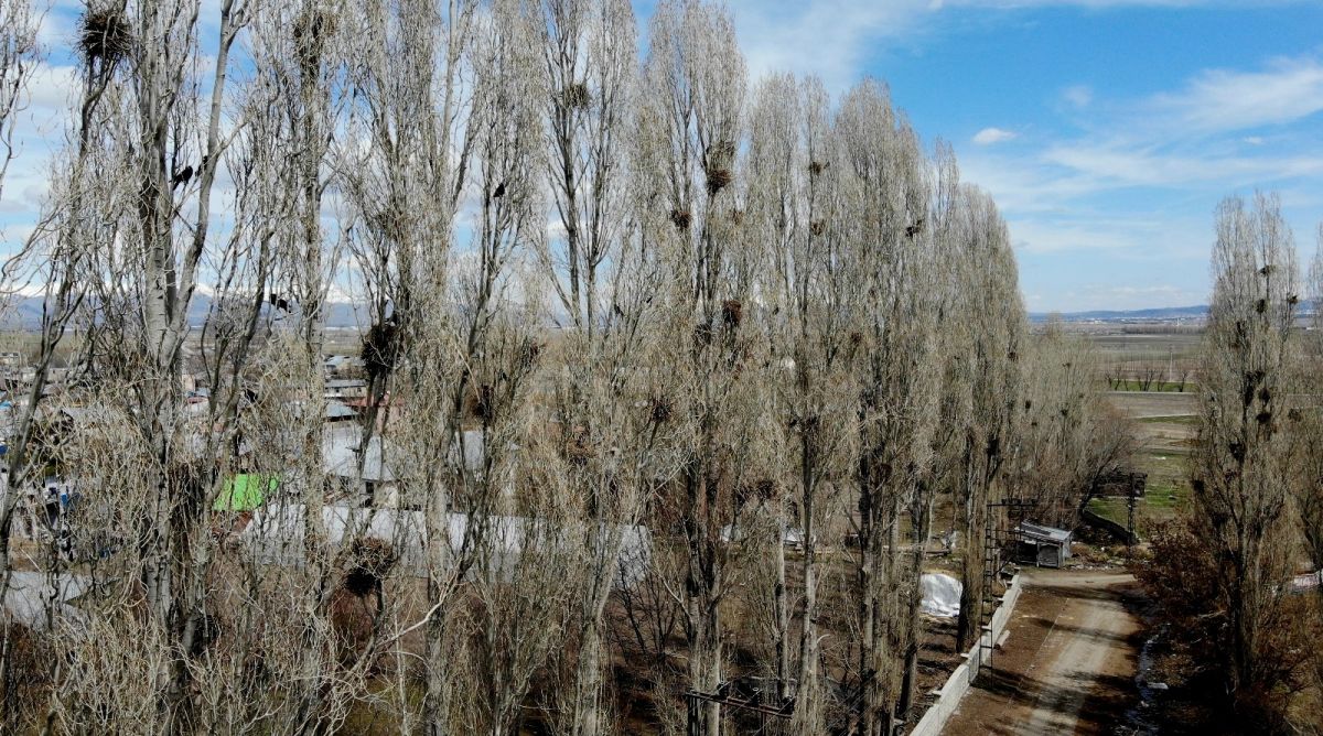 İstilacı kargalar, Erzurum'da ortaya çıktı