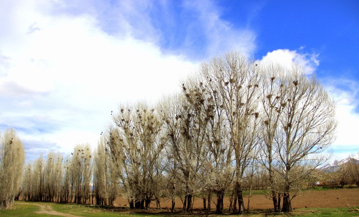 İstilacı kargalar, Erzurum'da ortaya çıktı