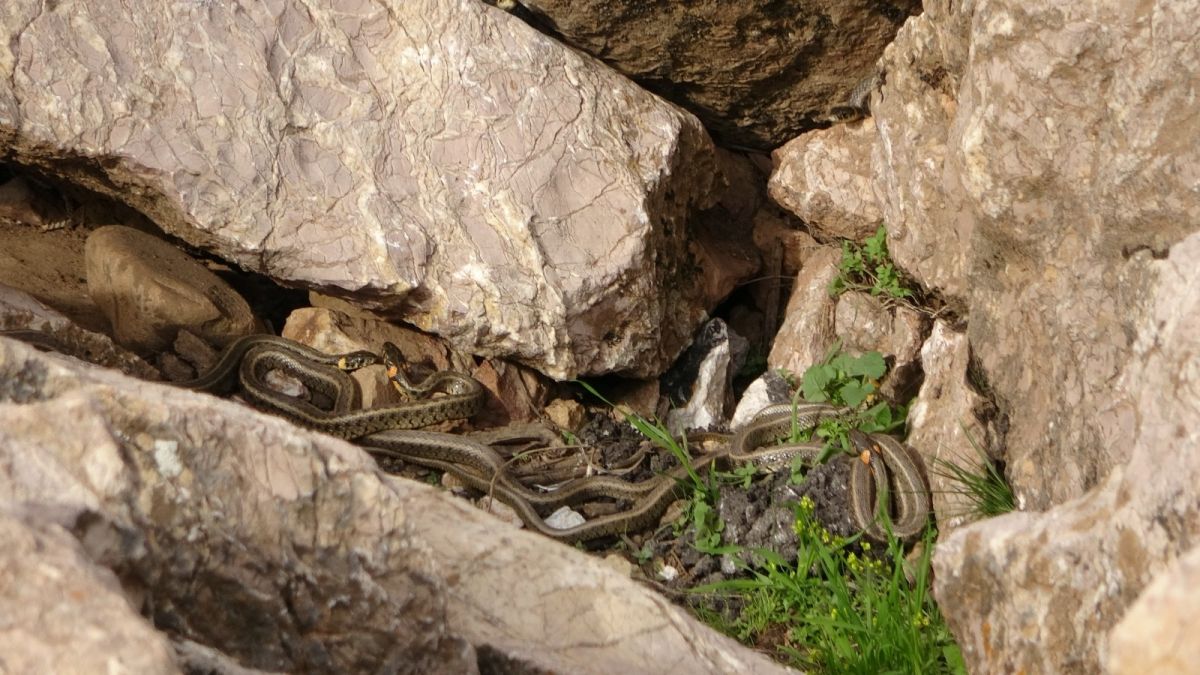 Yüksekova’nın zararsız yılanları ortaya çıktı