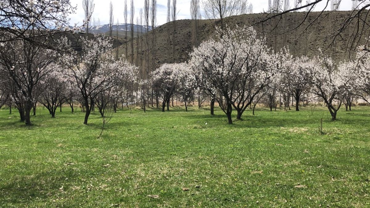 Kars'ta çiçek açan kayısı ağaçları, görsel şölen sundu