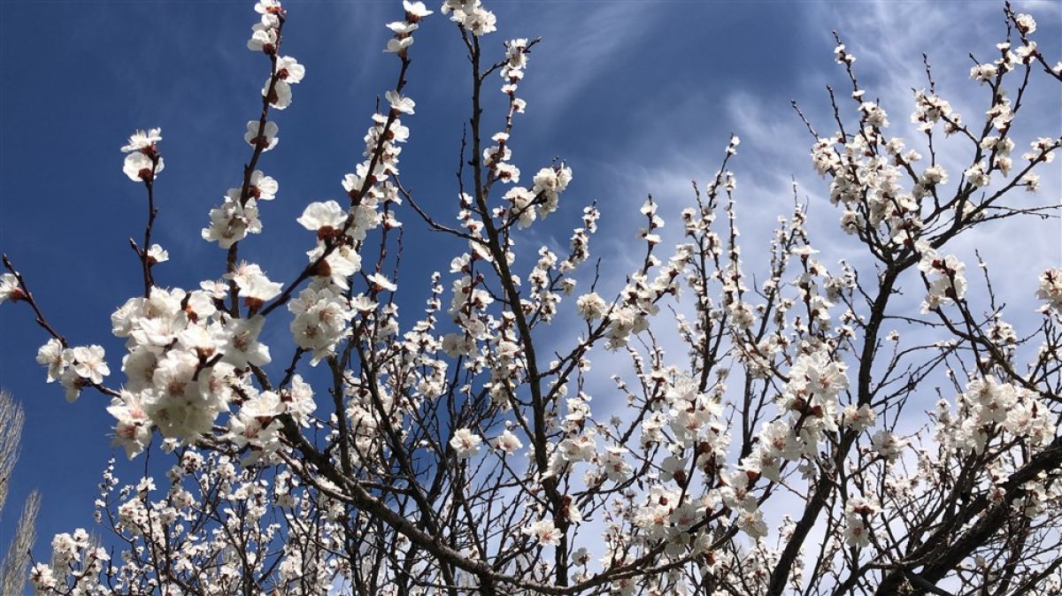 Kars'ta çiçek açan kayısı ağaçları, görsel şölen sundu