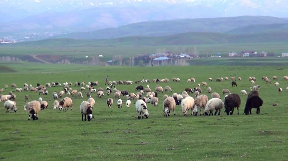 Muşlu çobanların sahuru ve iftarı merada geçiyor