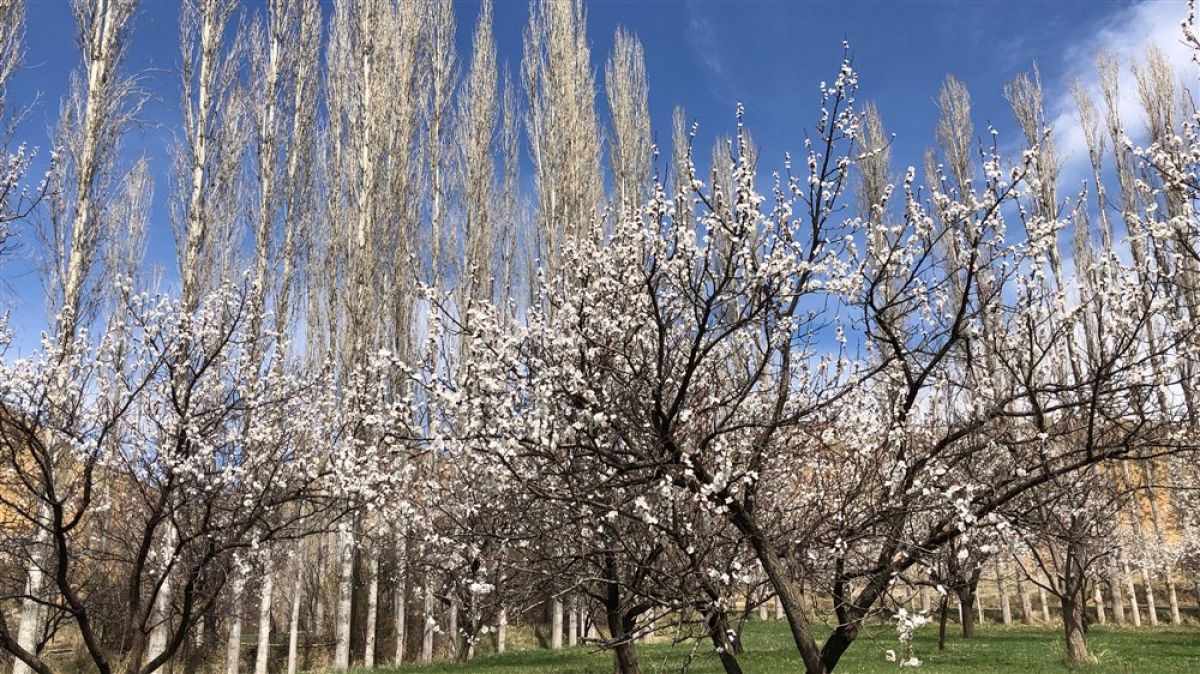 Kars'ta çiçek açan kayısı ağaçları, görsel şölen sundu