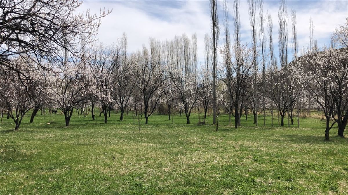 Kars'ta çiçek açan kayısı ağaçları, görsel şölen sundu