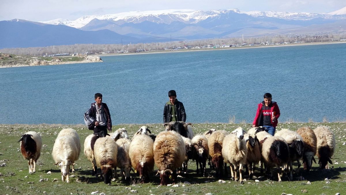 Van'daki çocuklar hem çobanlık yapıyorlar hem ders çalışıyorlar