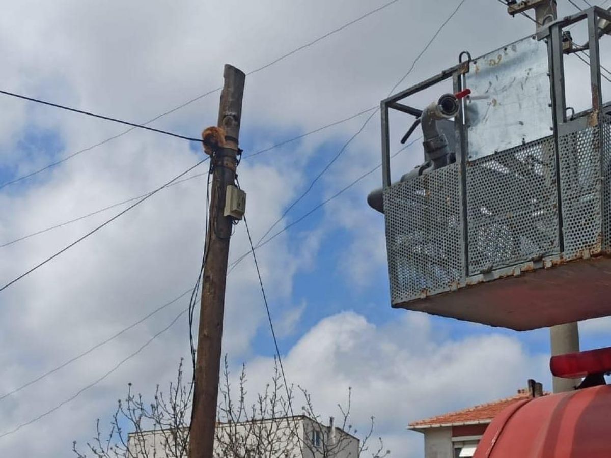 Edirne'de kedi kurtarma operasyonu