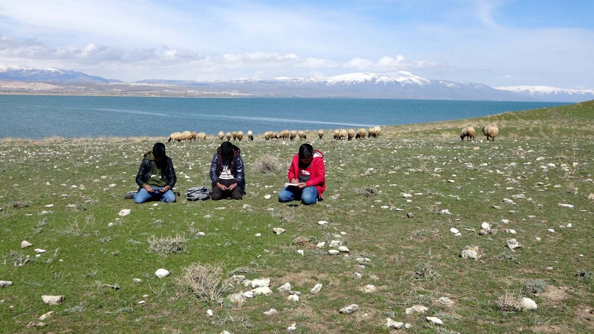 Van'daki çocuklar hem çobanlık yapıyorlar hem ders çalışıyorlar