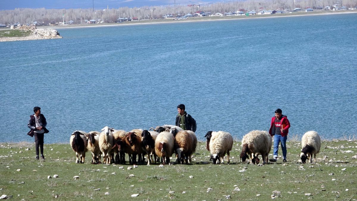 Van'daki çocuklar hem çobanlık yapıyorlar hem ders çalışıyorlar