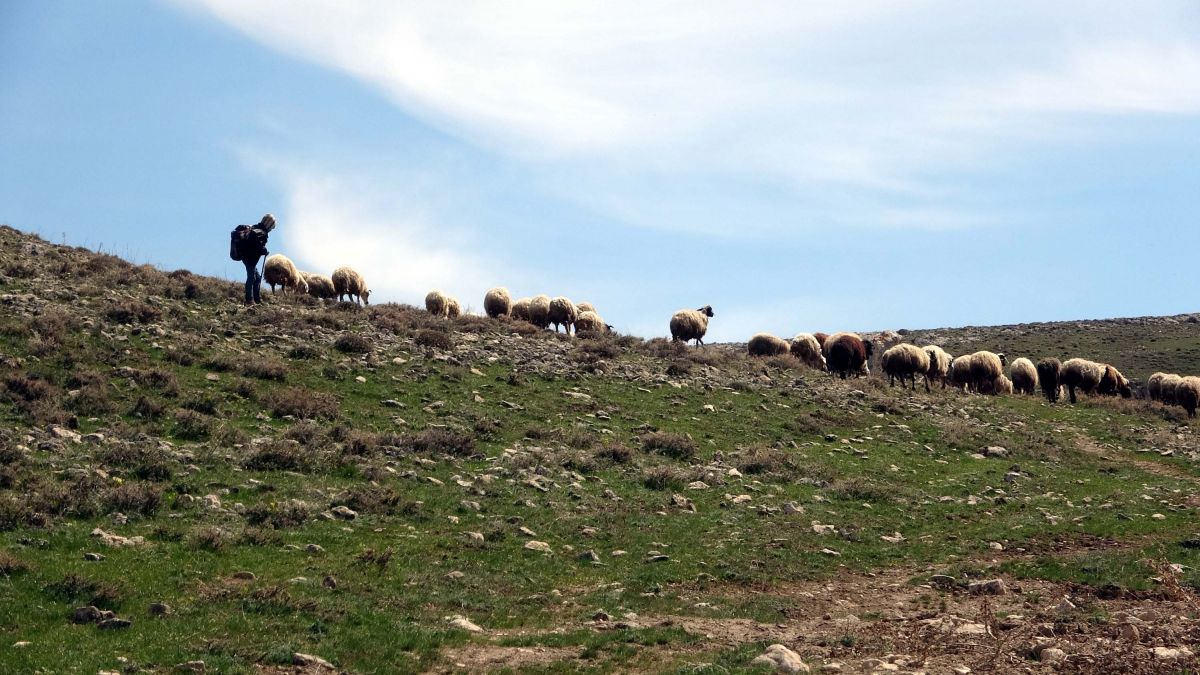 Van'daki çocuklar hem çobanlık yapıyorlar hem ders çalışıyorlar