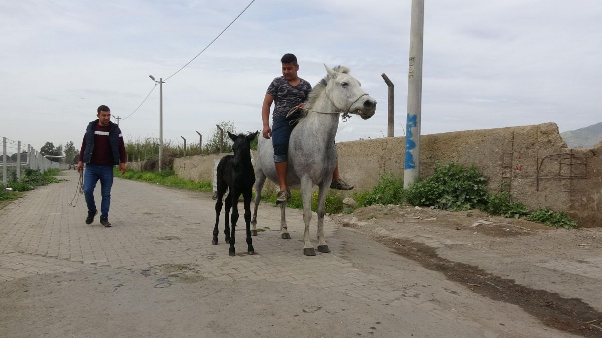 Aydın'daki köyün geçim kaynağını, yarış atları oluşturuyor