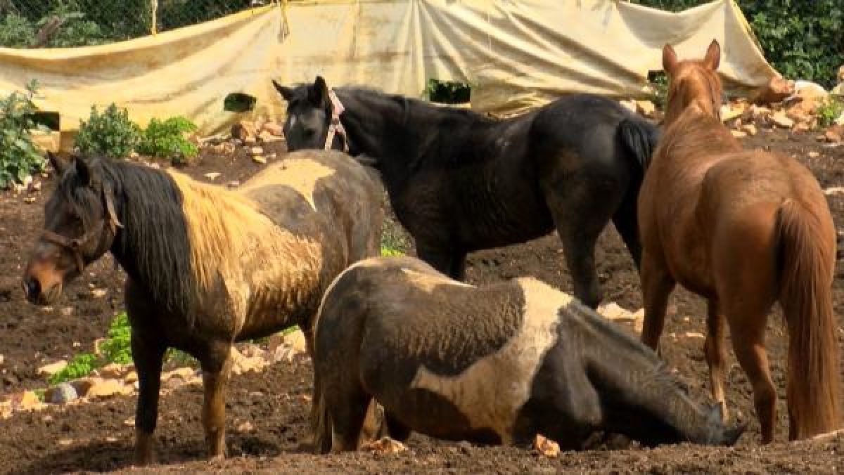 Hatay’daki atlara çiftlikte bakılamayınca kayıp ihbarı yapıldı