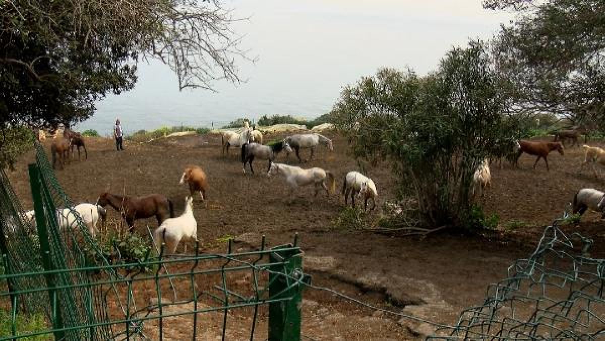 Hatay’daki atlara çiftlikte bakılamayınca kayıp ihbarı yapıldı