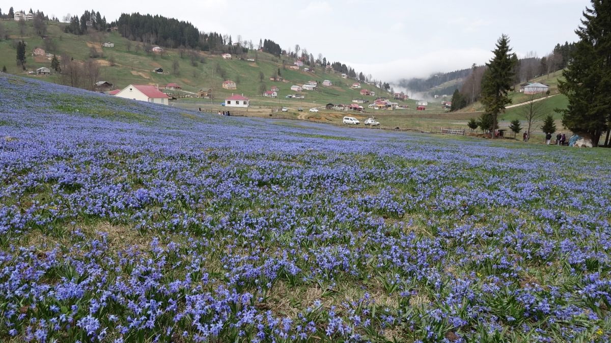 Trabzon'daki Kadıralak Yaylası'nda çiçekler açtı