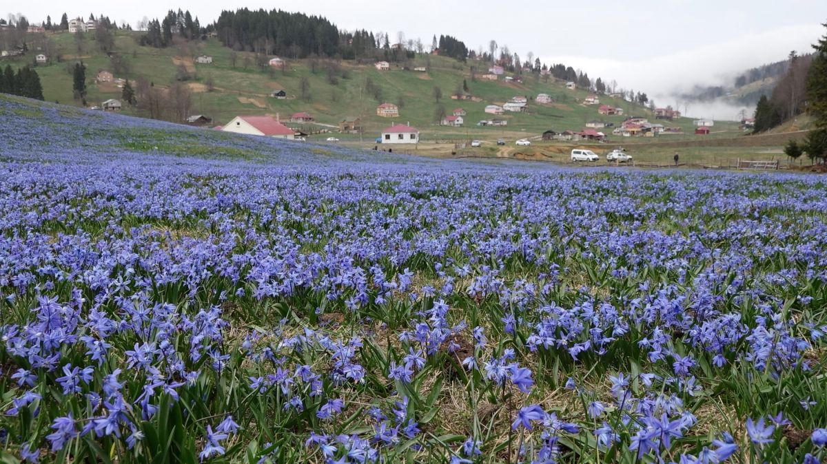 Trabzon'daki Kadıralak Yaylası'nda çiçekler açtı