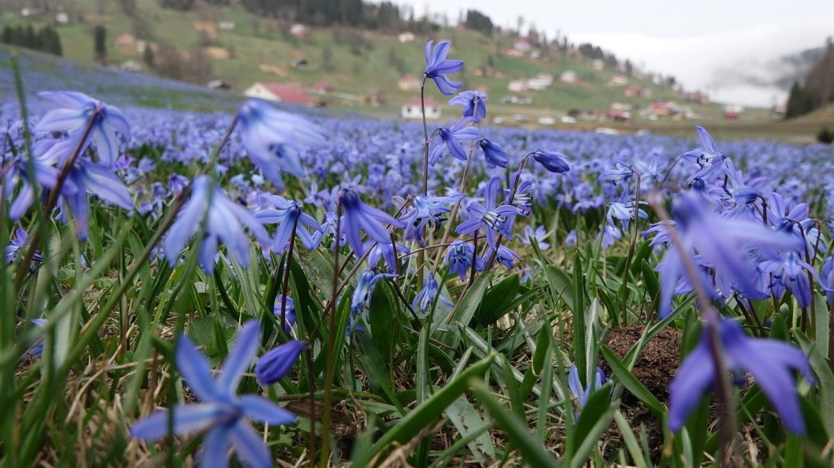 Trabzon'daki Kadıralak Yaylası'nda çiçekler açtı