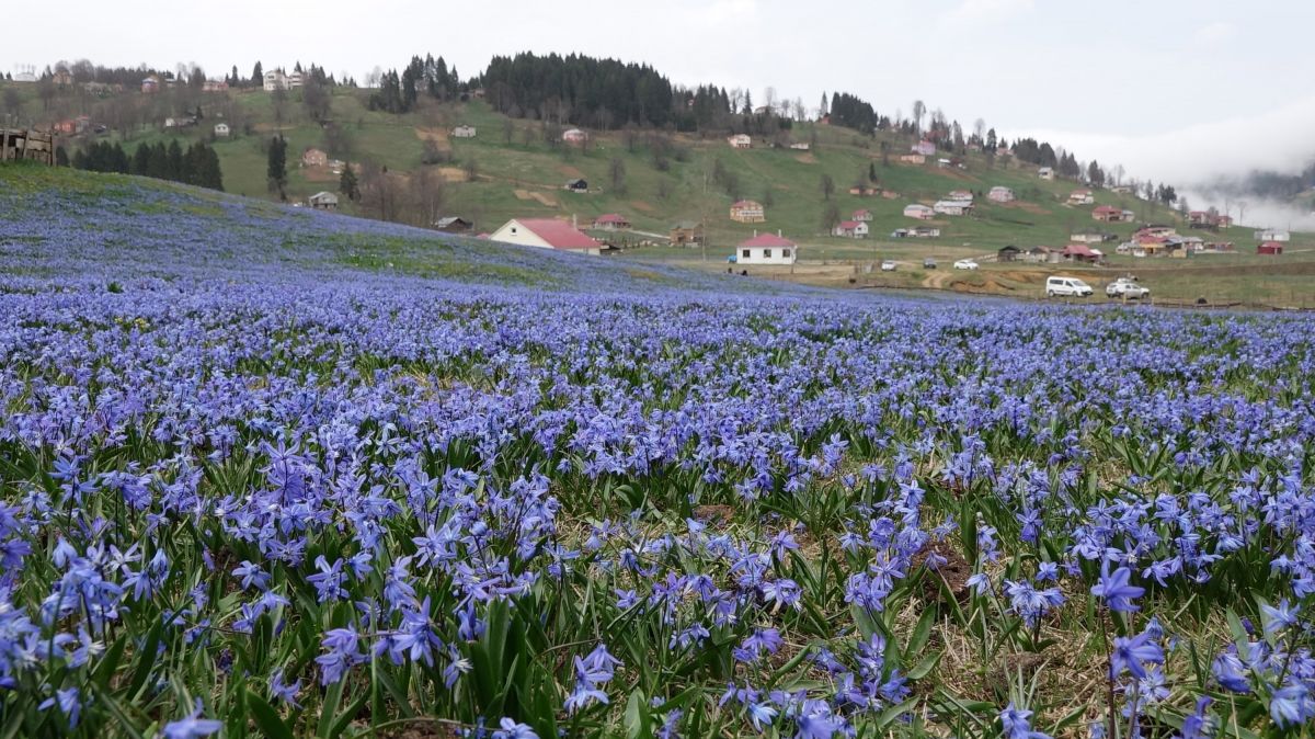 Trabzon'daki Kadıralak Yaylası'nda çiçekler açtı