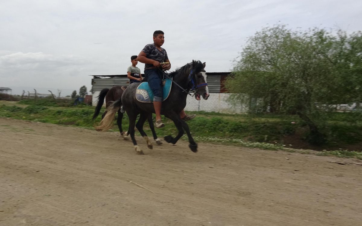 Aydın'daki köyün geçim kaynağını, yarış atları oluşturuyor