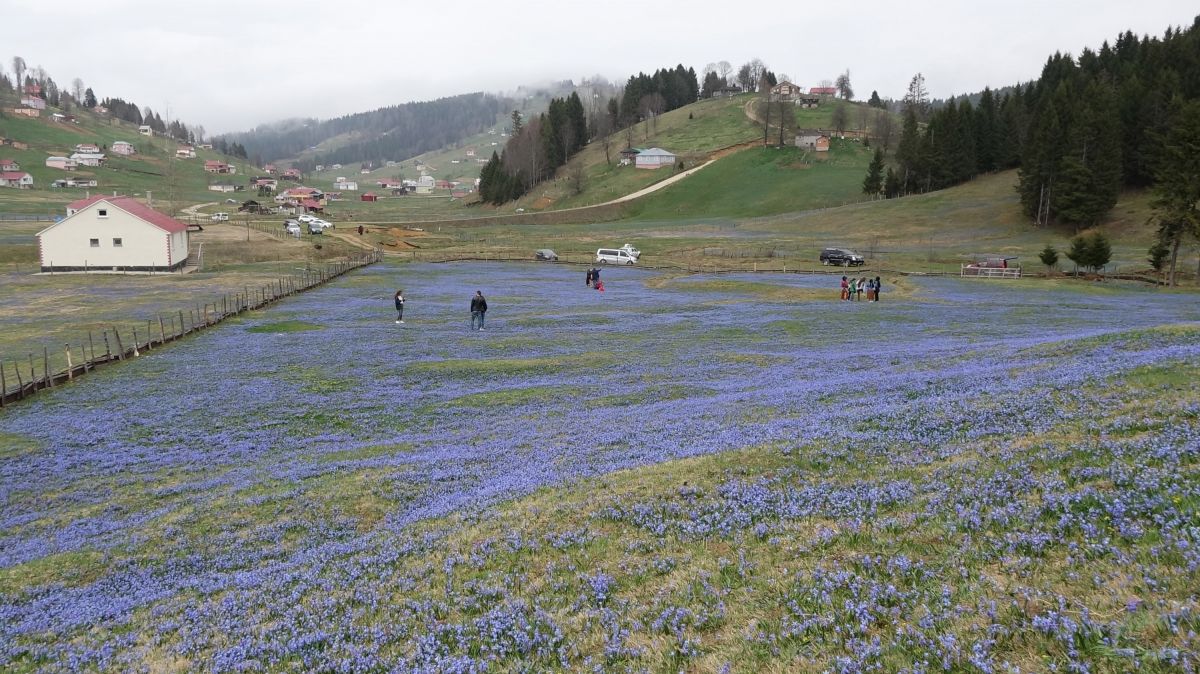 Trabzon'daki Kadıralak Yaylası'nda çiçekler açtı