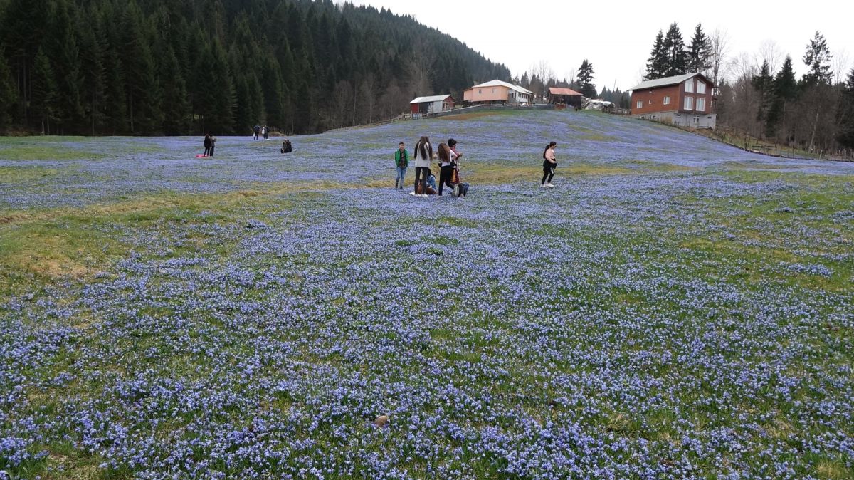 Trabzon'daki Kadıralak Yaylası'nda çiçekler açtı