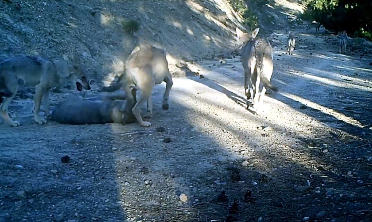 Burdur'da kurtlar, fotokapana yansıdı