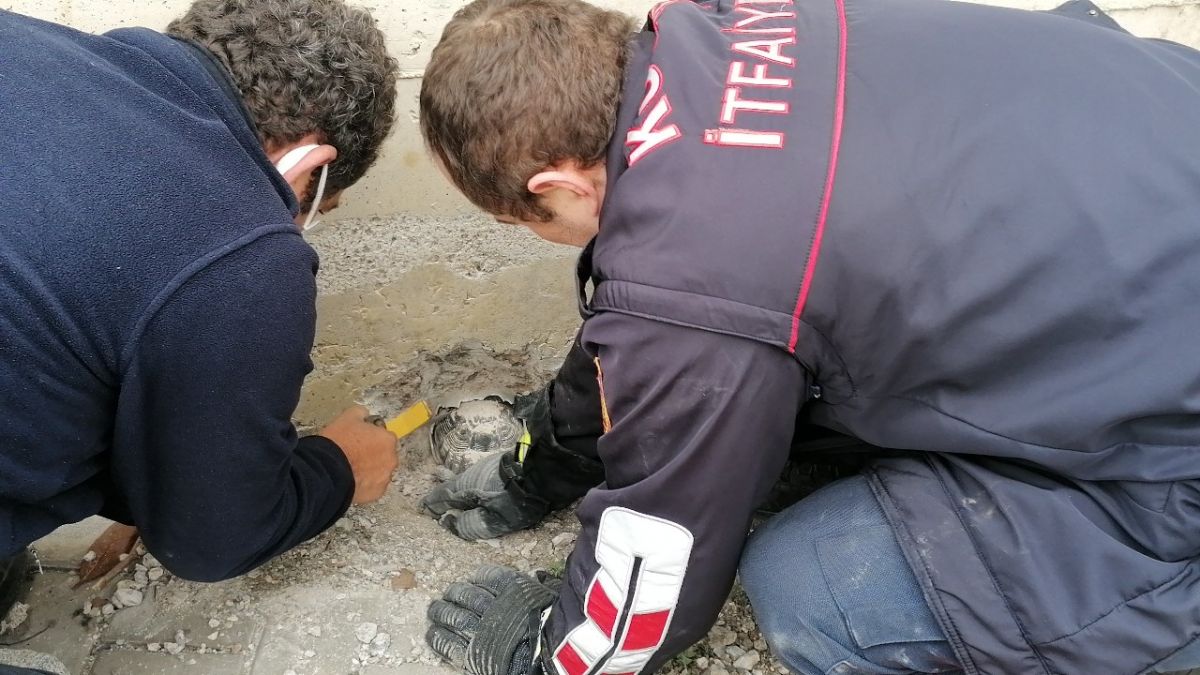 Gebze'de boruya sıkışan kaplumbağa kurtarıldı