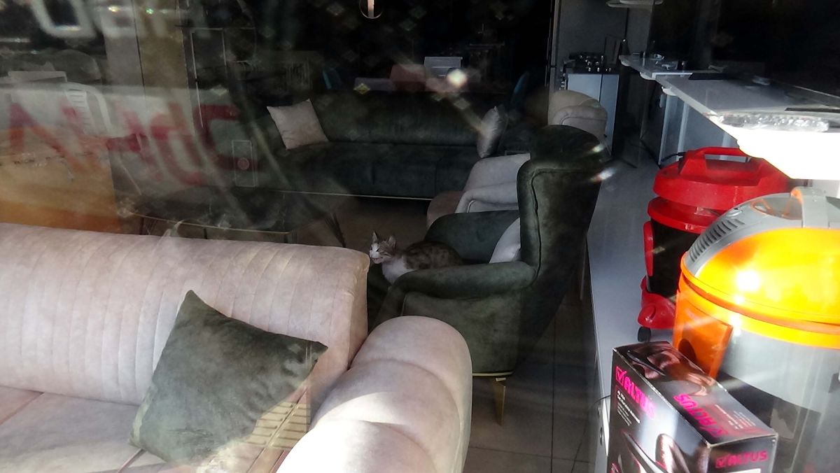 Van'daki mağazada mahsur kalan kedi kurtarıldı