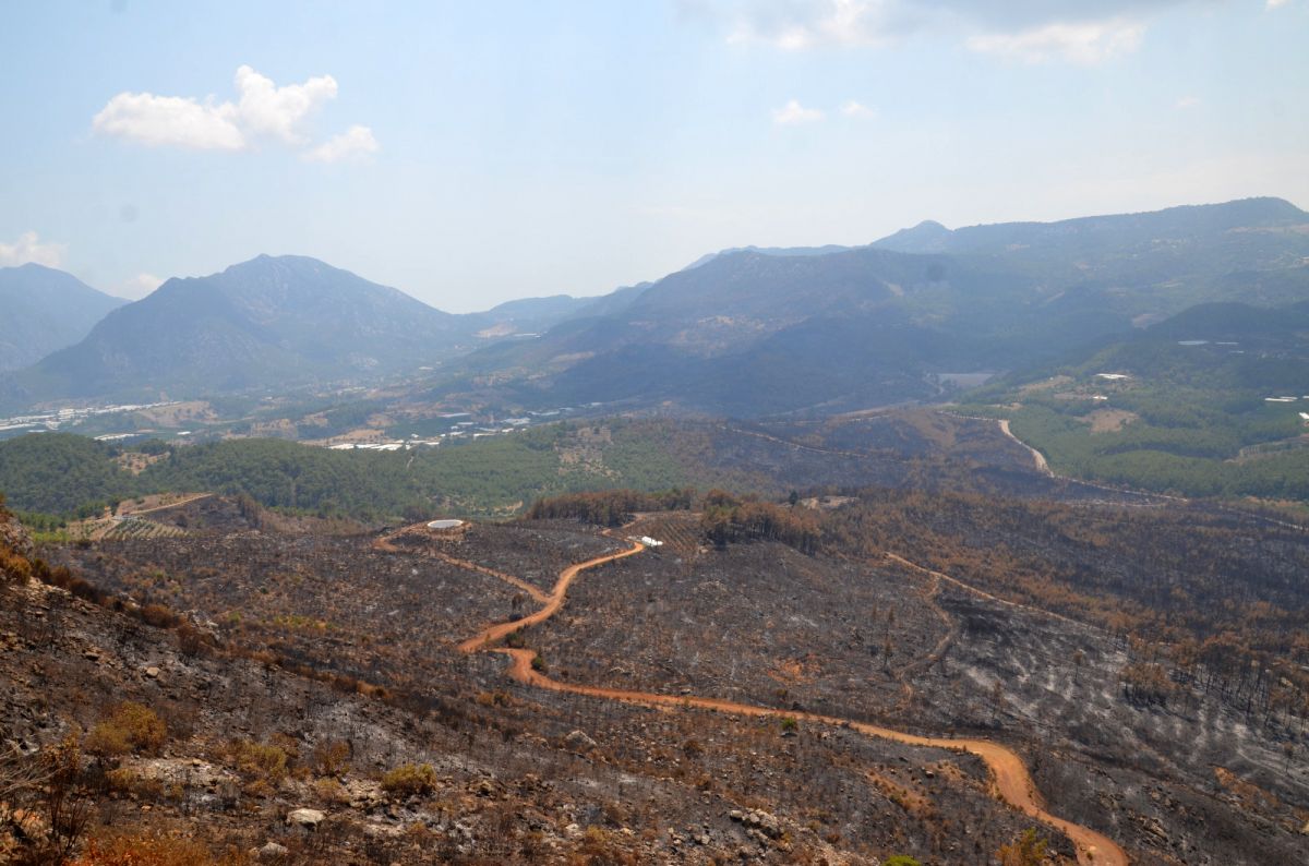 Antalya'da 2008'de yanan ormanlar tekrar yeşillendi