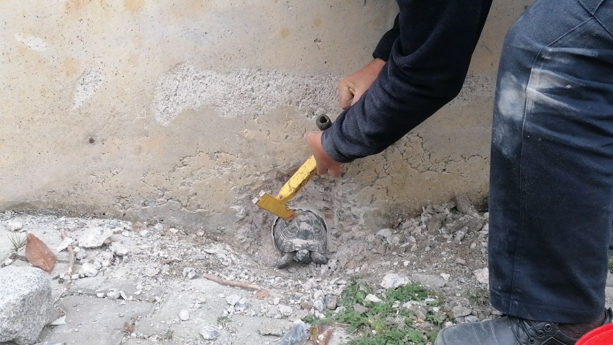 Gebze'de boruya sıkışan kaplumbağa kurtarıldı
