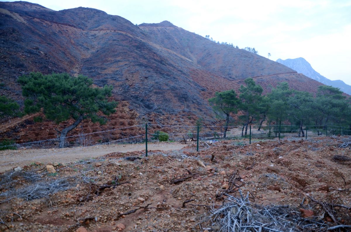 Antalya'da 2008'de yanan ormanlar tekrar yeşillendi