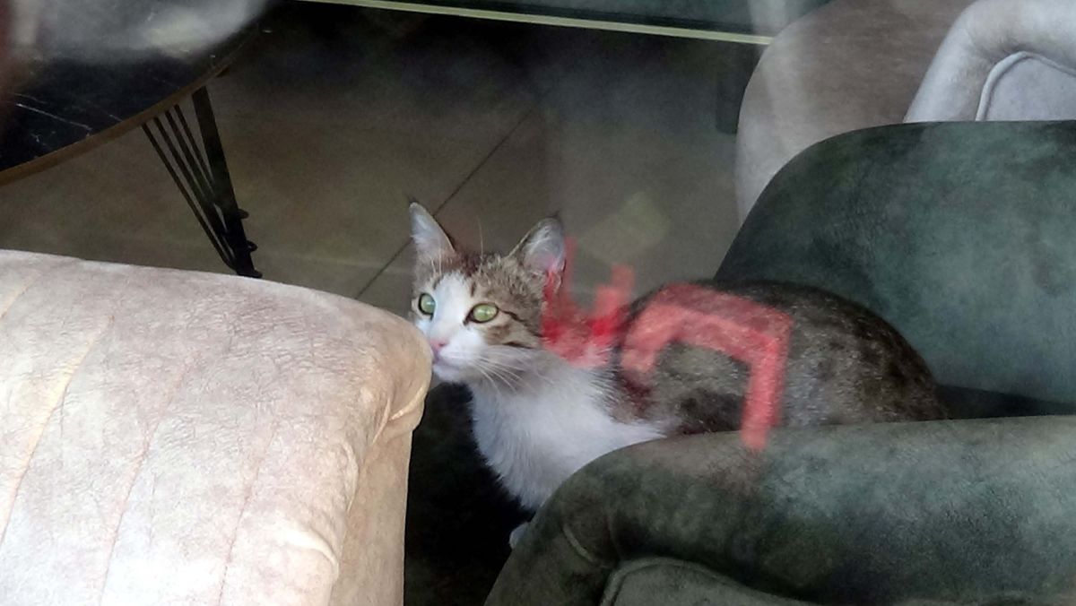 Van'daki mağazada mahsur kalan kedi kurtarıldı