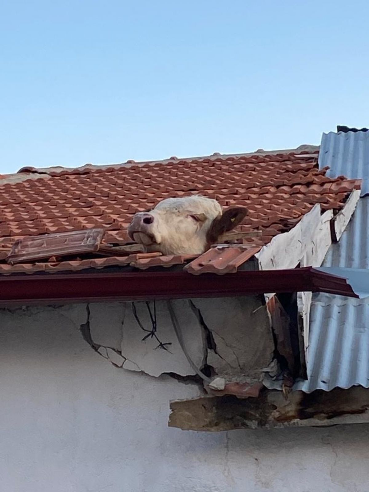 Yozgat'ta aşıdan kaçan dana çatıda asılı kaldı