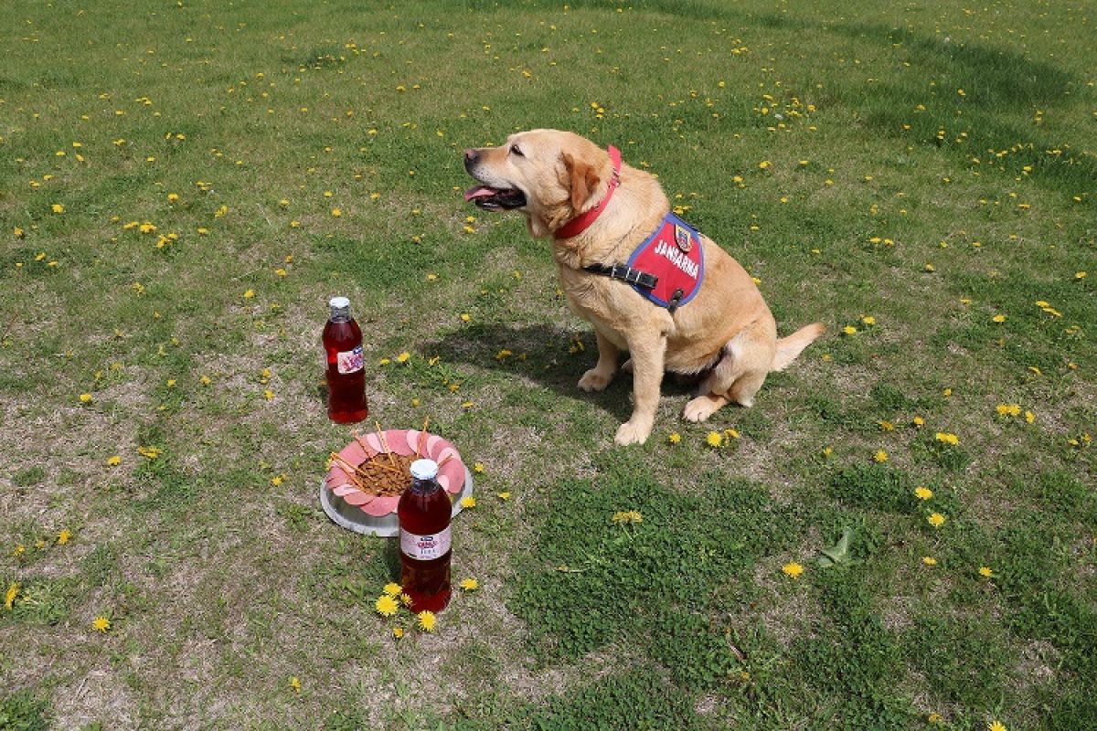 Çorum'da 178 operasyonda görev yapan iz takip köpeği emekli oldu