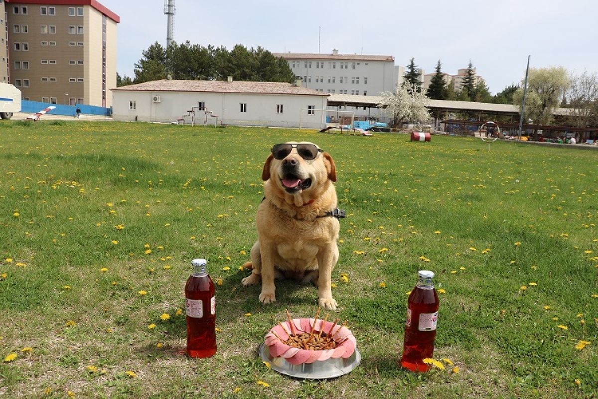 Çorum'da 178 operasyonda görev yapan iz takip köpeği emekli oldu