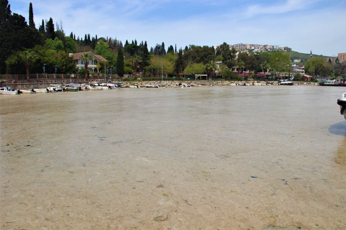 İzmit Körfezi'nde deniz salyası kabusu devam ediyor