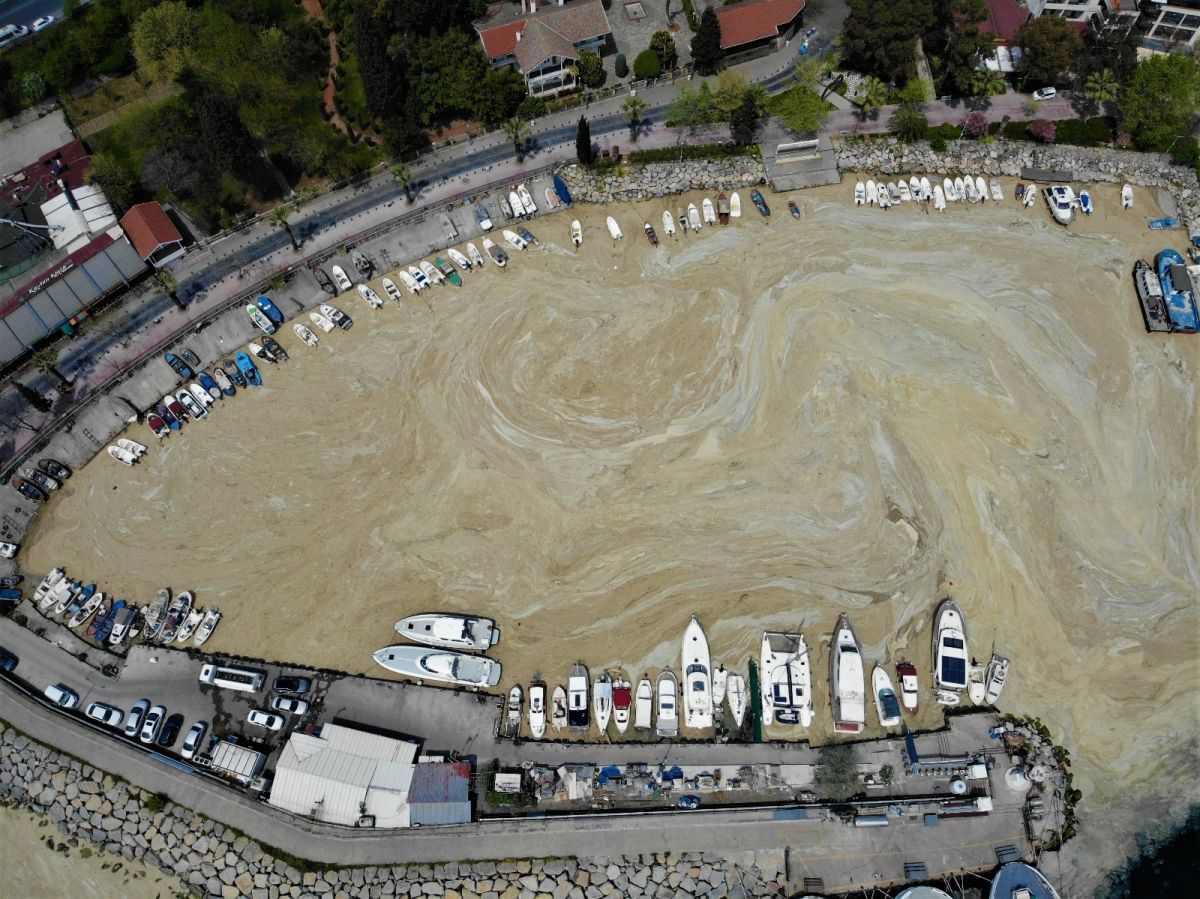 İzmit Körfezi'nde deniz salyası kabusu devam ediyor