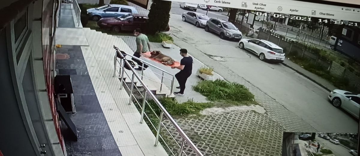 Düzce'de sokak köpeğine çarpan sürücüden örnek davranış