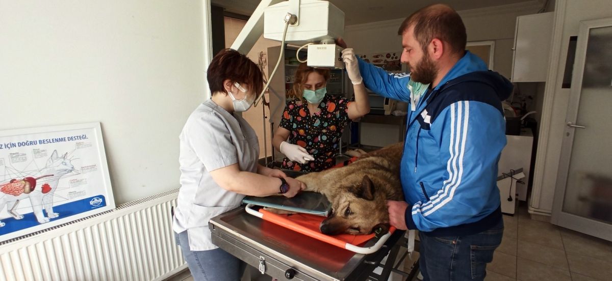 Düzce'de sokak köpeğine çarpan sürücüden örnek davranış