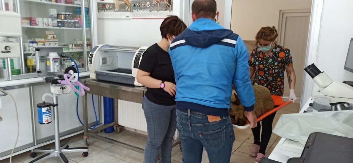Düzce'de sokak köpeğine çarpan sürücüden örnek davranış
