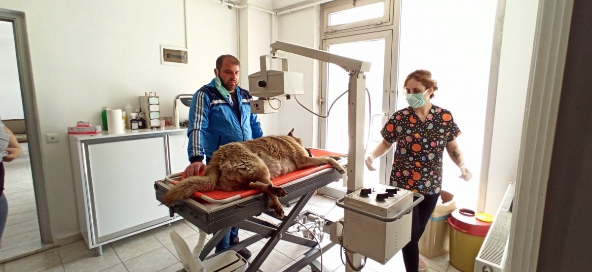 Düzce'de sokak köpeğine çarpan sürücüden örnek davranış